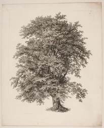 "Studien nach der Natur in Bezug auf Landschaftszeichnung von S.H. Petersen", Nr. 2