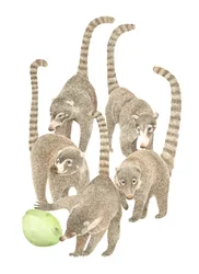 Costa Rica Coatis
