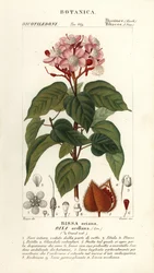 Achiote oder Lippenstiftbaum, Bixa orellana