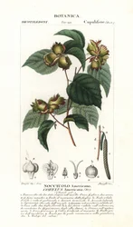 Amerikanische Haselnuss, Corylus americana