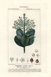 Beefwood, Ardisia coriacea