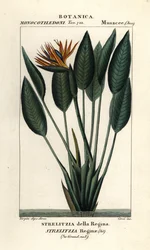 Paradiesvogelblume, Strelitzia reginae