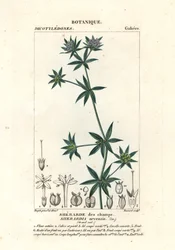 Acker-Röte, Sherardia arvensis