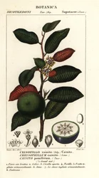 Cainito, Chrysophyllum cainito