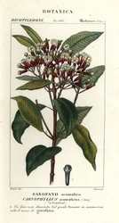 Gewürznelke, Syzygium aromaticum