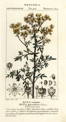 Weinraute oder Gnadenkraut, Ruta graveolens