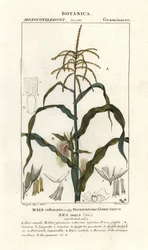 Mais, Zea mays