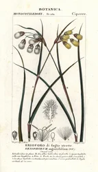 Wollgras, Eriophorum angustifolium