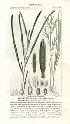 Seegras, Zostera marina