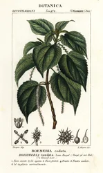 Falsche Brennnessel, Boehmeria caudata
