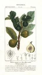 Feigenbaum und Frucht, Ficus carica