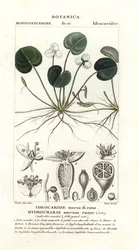 Froschbiss, Hydrocharis morsus-ranae