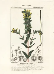 Großer Gelber Zahntrost, Rhinanthus alectorolophus