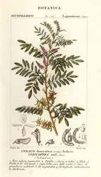 Guatemaltekischer Indigo, Indigofera suffruticosa