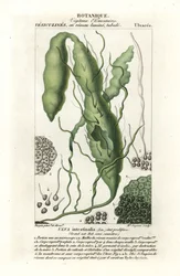 Darmtang, Ulva intestinalis