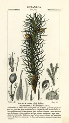Hallers Apfelmoos, Bartramia halleriana