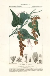 Himberbaum, Rajania cordata
