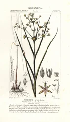 Glieder-Binse, Juncus articulatus