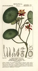 Junsai, Brasenia schreberi