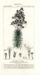 Lärchenblättriger Triggerplant, Stylidium laricifolium