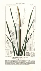 Schmalblättriger Rohrkolben, Typha angustifolia