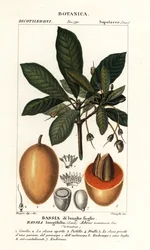 Mahuwa-Baum, Madhuca longifolia
