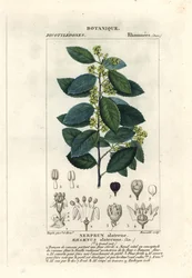 Mittelmeer-Kreuzdorn, Rhamnus alaternus