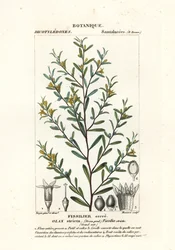 Olax stricta