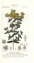 Echtes Johanniskraut, Hypericum perforatum