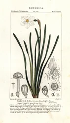 Dichter-Narzisse, Narcissus poeticus
