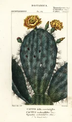 Feigenkaktus, Nopalea cochenillifera