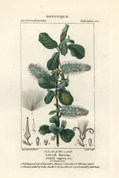 Weidenkätzchen, Salix caprea