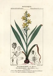 Rote Wurzel, Wachendorfia thyrsiflora
