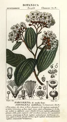 Sarcolaena multiflora