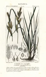 Rasen-Segge, Carex caespitosa