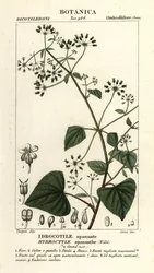 Spananthe paniculata, Hydrocotyle spananthe, Idrocotile spanante