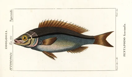 Fadenflossenbrasse, Pentapodus fasciuola
