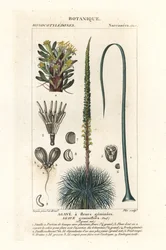 Doppelblütige Agave, Agave geminiflora