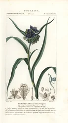 Virginische Dreimasterblume, Tradescantia virginiana