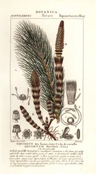 Wasser-Schachtelhalm, Equisetum fluviatile