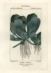 Wasserlinse oder Nilkohl, Pistia stratiotes