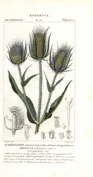 Wilde Karde oder Weberkarde, Dipsacus fullonum