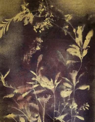 Dunkle botanische Studie