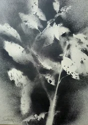 Monochrome botanische Studie
