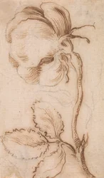 Eine Studie von Nelken und Rosen