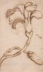 Studie von Nelken und Rosen