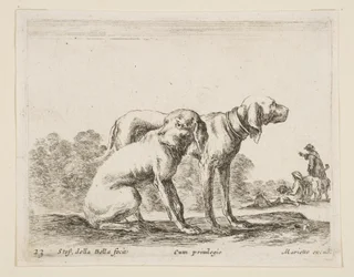 Tafel 23: zwei Hunde, aus Verschiedene Tiere Diversi animali, ca. 1641