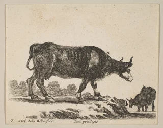 Tafel 7: Kuh, aus Verschiedene Tiere Diversi animali, ca. 1641