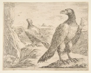 Zwei Adler, aus Eagles Les aigles, ca. 1651
