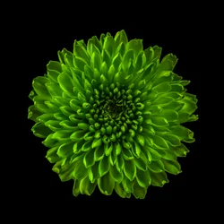 Chrysantheme Nr. 01, 2020